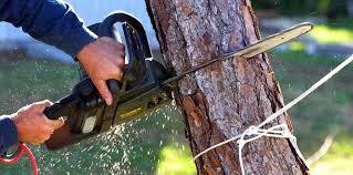 Watford City, ND  Tree Services Company