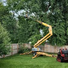 How Our Tree Care Process Works  in  Watford City, ND