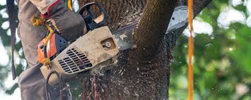 Best Hazardous Tree Removal  in Watford City, ND