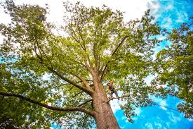 Best Residential Tree Removal  in Watford City, ND