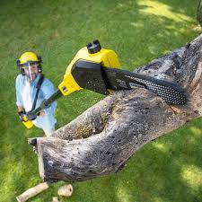 Best Lawn Disease Treatment  in Watford City, ND