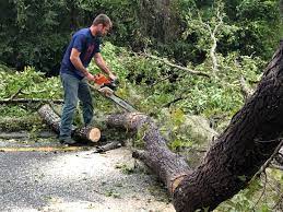 Best Stump Grinding and Removal  in Watford City, ND