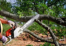 Best Hazardous Tree Removal  in Watford City, ND