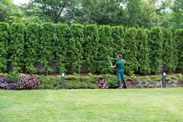 Best Tree Mulching Services  in Watford City, ND