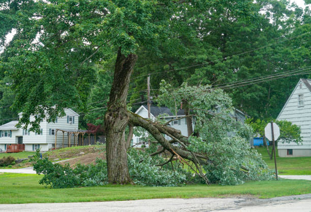 Watford City, ND  Tree Services Company