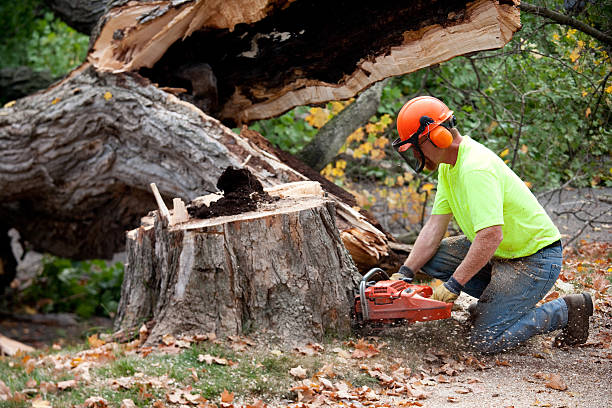 How Our Tree Care Process Works  in  Watford City, ND