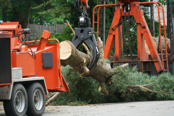 Best Storm Damage Tree Cleanup  in Watford City, ND