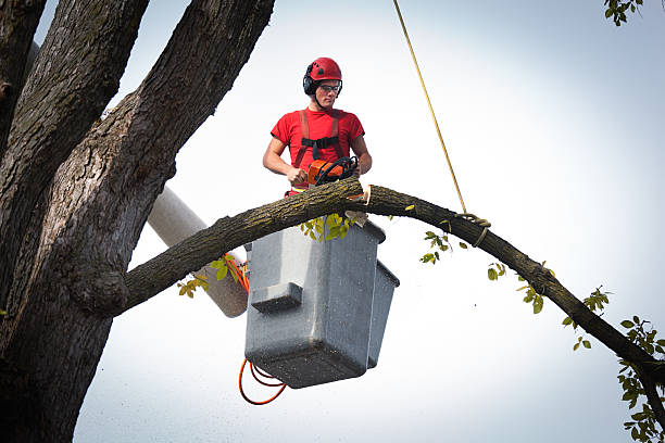 Best Tree Cabling and Bracing  in Watford City, ND