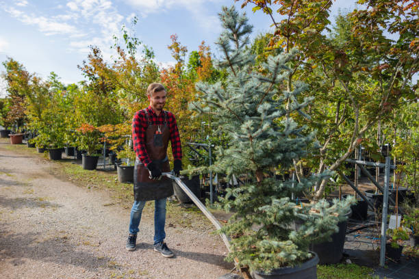 Best Tree Mulching Services  in Watford City, ND