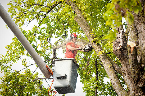 Best Storm Damage Tree Cleanup  in Watford City, ND