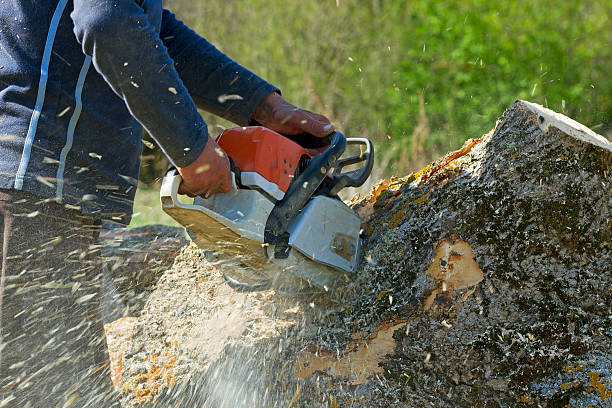 How Our Tree Care Process Works  in  Watford City, ND