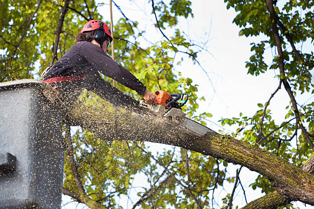 Best Hazardous Tree Removal  in Watford City, ND