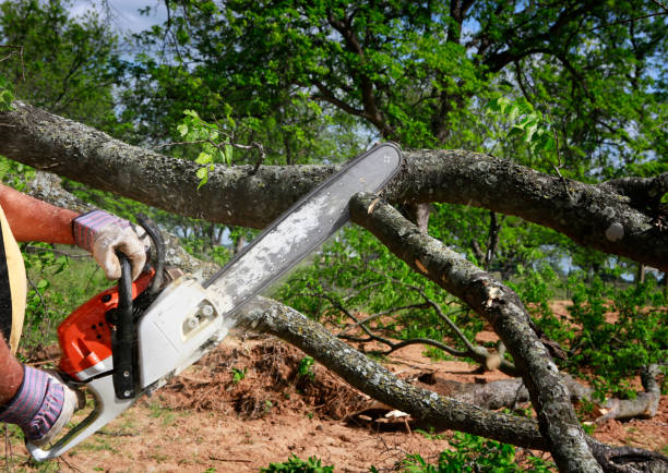 Trusted Watford City, ND  Tree Services Experts